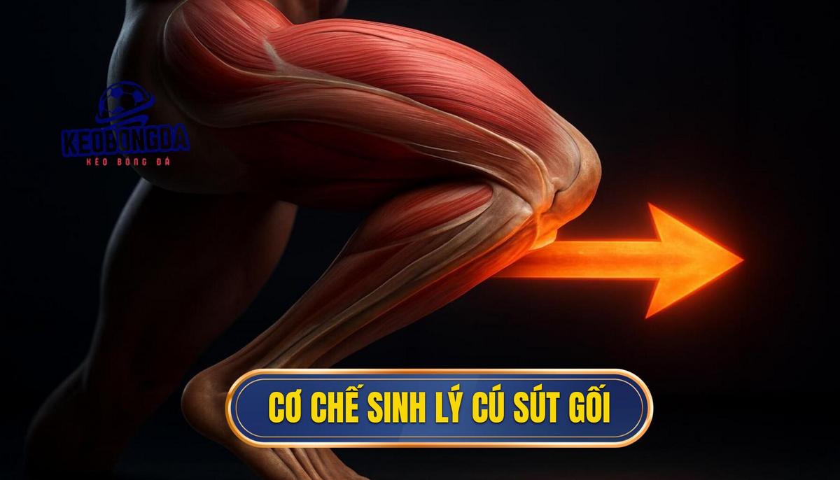 Kỹ thuật Sút bóng bằng Đầu Gối Trái: Phân Tích Chuyên Sâu và Ứng Dụng Thực Chiến 1 Cơ Chế Sinh Học và Vật Lý Đằng Sau Cú Sút Đầu Gối